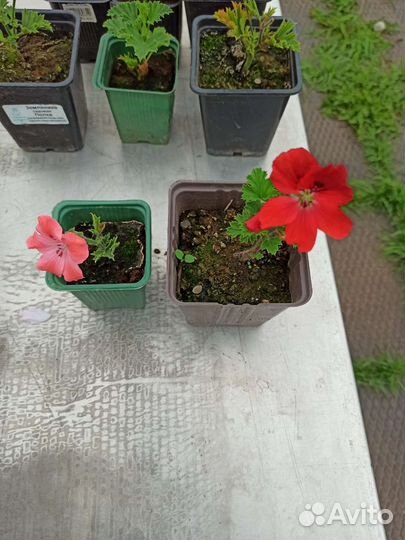 Пеларгония (герань)