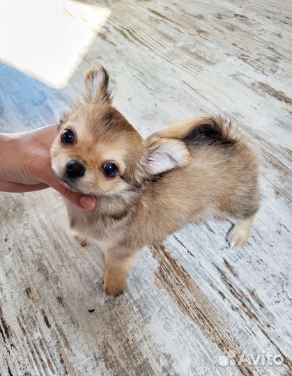 Чихуахуа мини девочка