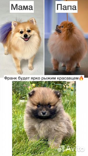 Померанский шпиц