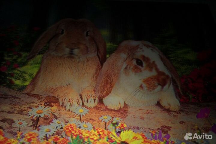 Кролики новая 3d-картина 39,5 х 29,5 см
