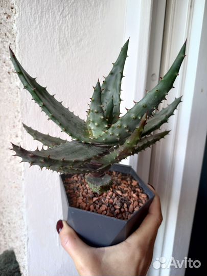 Крассула Хоббит,Алое Марлотта, Гастерия