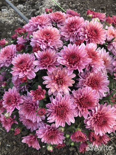 Хризантема