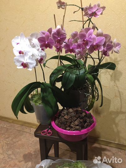 Кора сосны для орхидей,мох сфагнум