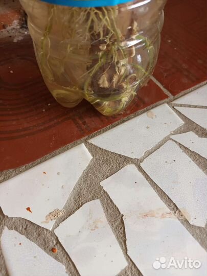 Комнатные цветы драцена