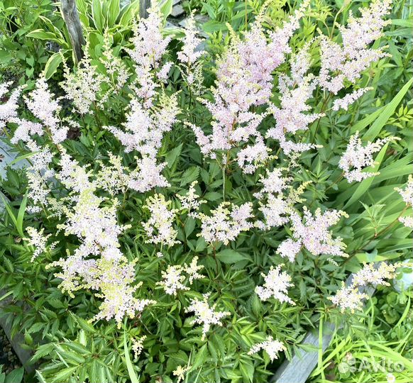 Многолетники