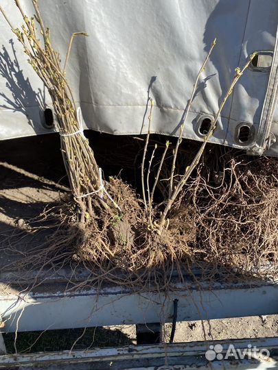 Саженцы черной смородины