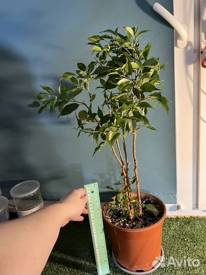 Фикус бенджамина