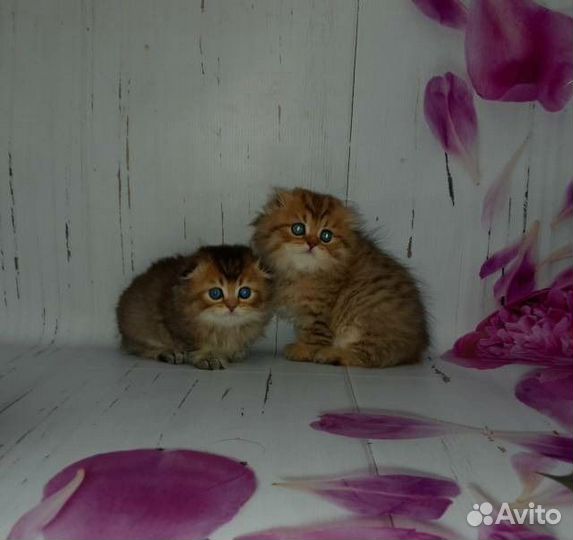 Вислоухие и прямоухие золотые котята