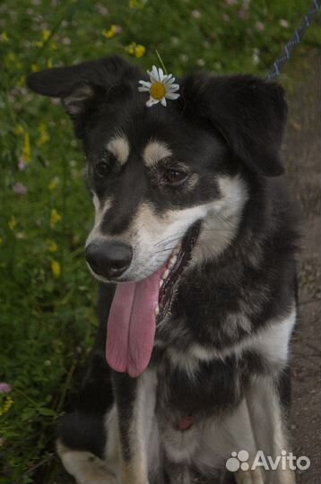 Ваш друг и сторожевая собака - Нико
