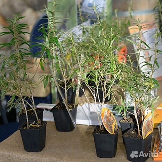 Облепиха саженцы