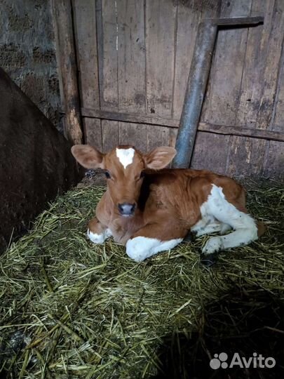 Телята бычки