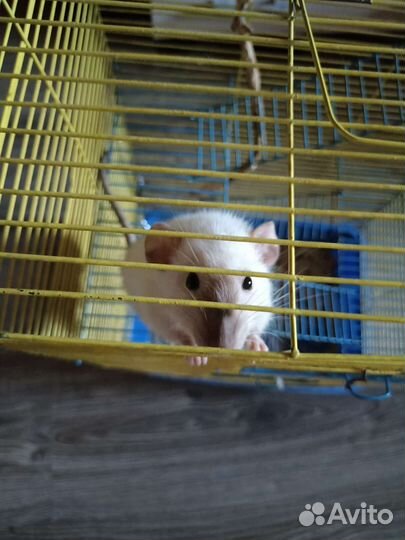 Крыса с клеткой