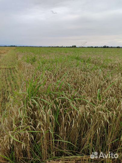 Солома с сеной