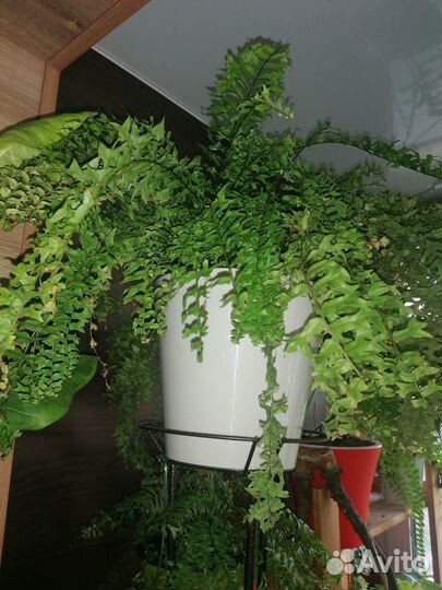 Папоротники сортовые