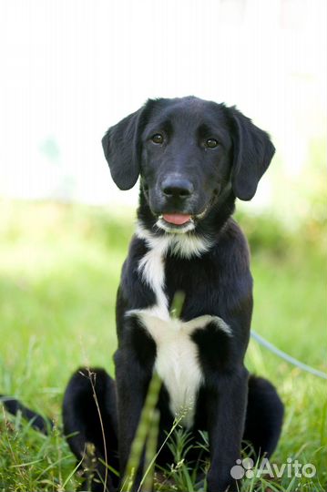 Эльза в дар