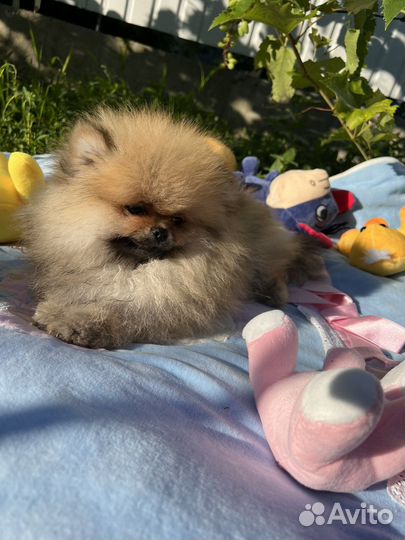 Щенки шпица