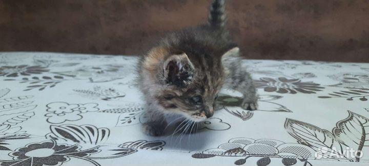 Кошка в дар