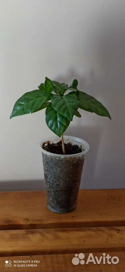 Кофе Арабика