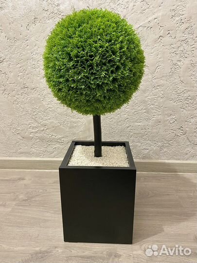 Туя, самшит, самшитовые шары