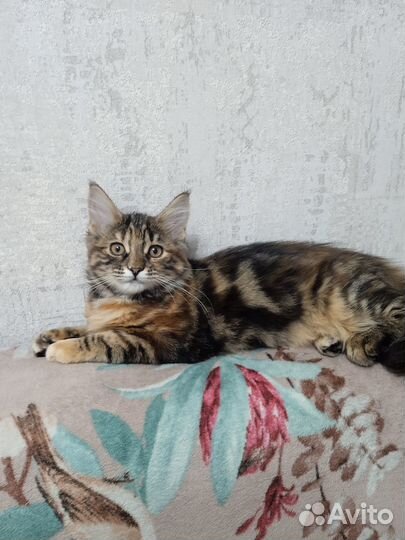 Котенок девочка в добрые руки