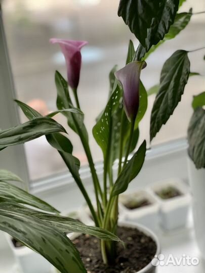 Комнатные цветы