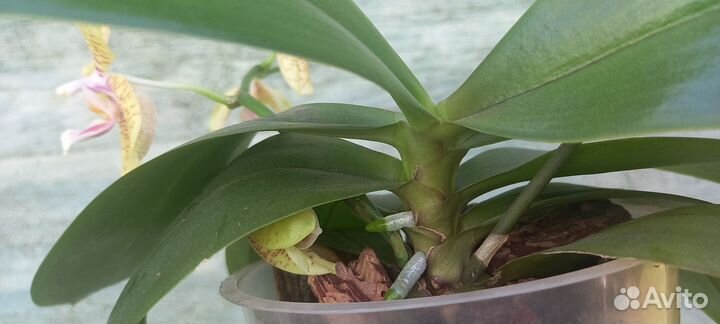 Орхидея фаленопсис table master pease