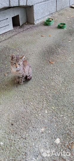 Симпатяга котёнок