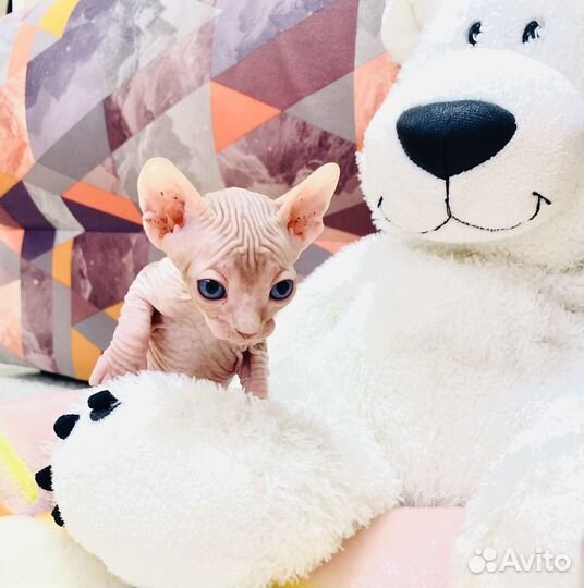 Канадский сфинкс эльф