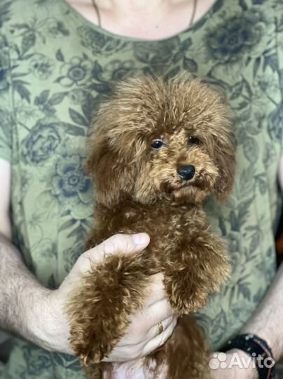 Той-пудель тедди мальчик