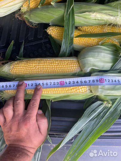 Кукуруза оптом