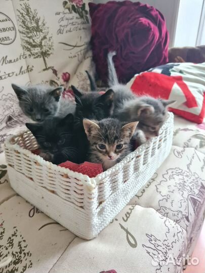 Котята в добрые руки даром