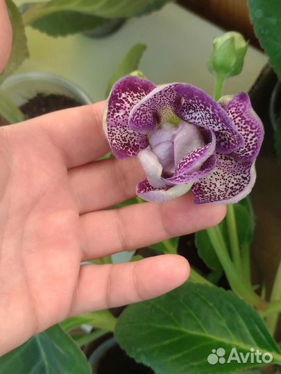 Глоксиния цветущая