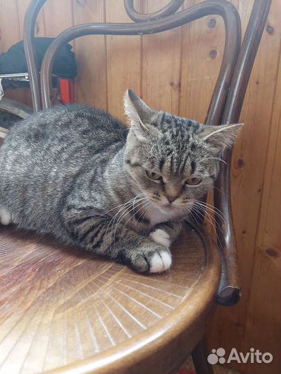 Британская прямоухая кошка