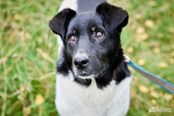 Пожилой пёс в добрые руки