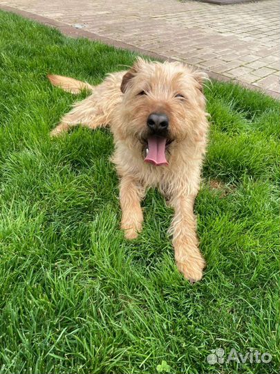 Пёс Барбос в добрые руки