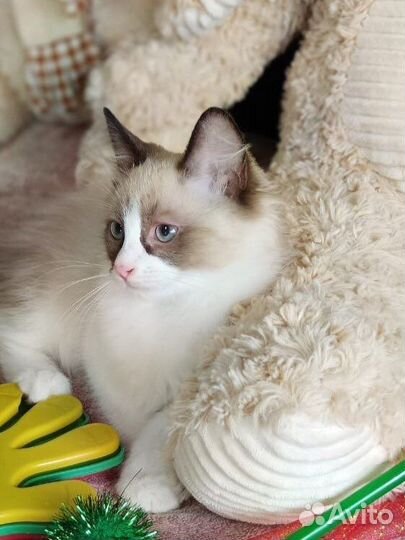 Красавчик Рэгдолл