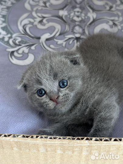 Шотладские котята