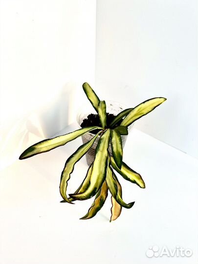 Хойя кентиана вариегатная