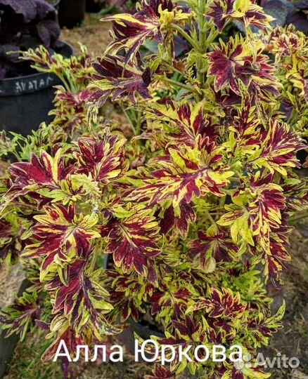 Колеус Хулиган