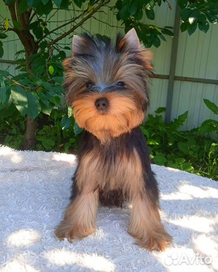 Очень красивый мальчик