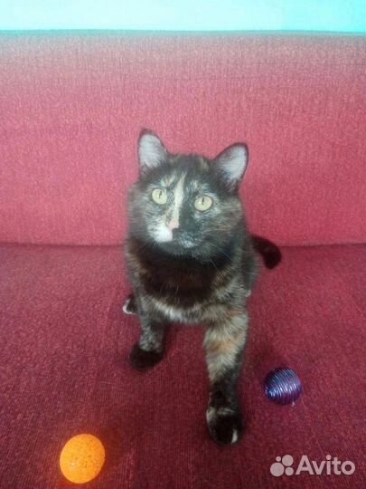 Кошечка Софа в добрые и ответственные руки