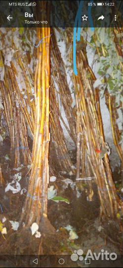 Саженцы ремонтантной малины