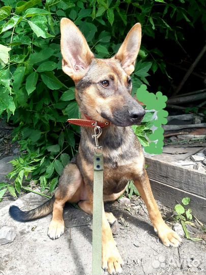 Собака в добрые руки отдам бесплатно