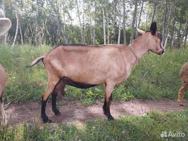 Коза альпийская