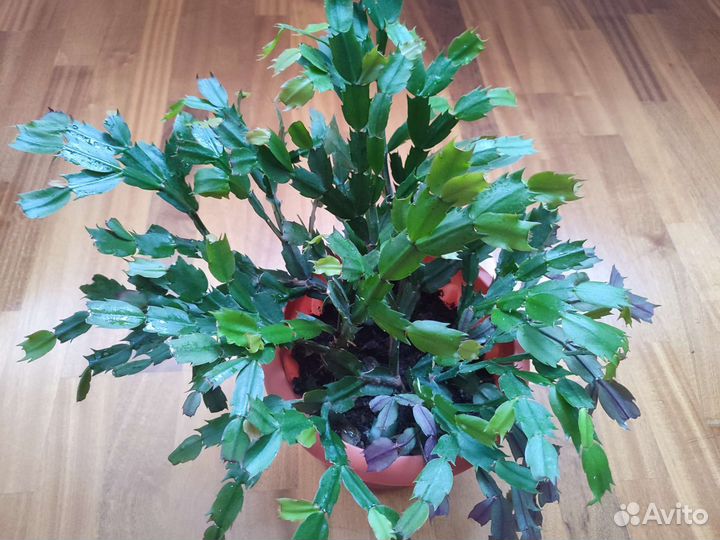 Зигокактус