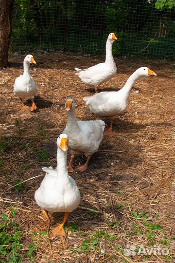 Гуси породы Линда