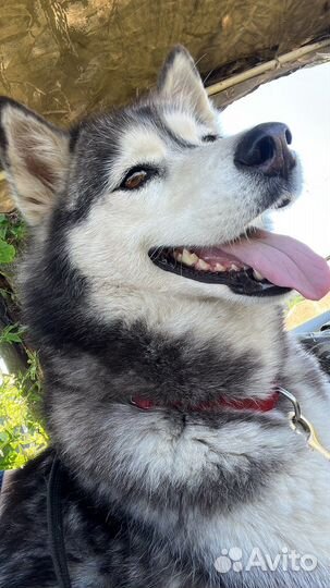 Хаски отдам