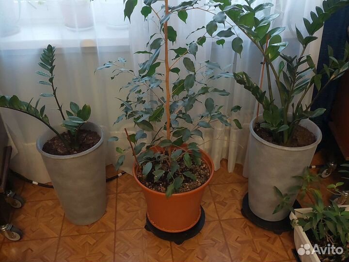 Берёзка домашняя