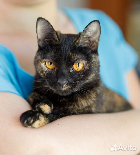 Кошка в дар, стерилизованная