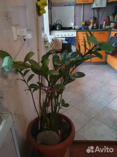 Замиокулькас